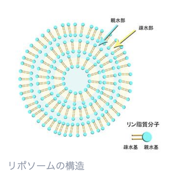 リポソームの構造